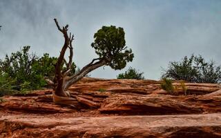 Coniferous tree on a background of red eroded rocks in Canyonlands National Park in Utah near Moab, US photo