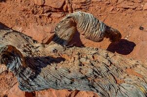 Dry tree trunk against the background of an erosional landscape, Arches NP, Moab, Utah, US photo