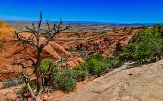 A tree on the background of an Eroded landscape, Arches National Park, Moab, Utah, US photo