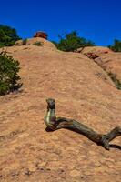 Dry tree trunk against the background of an erosional landscape, Arches NP, Moab, Utah, US photo
