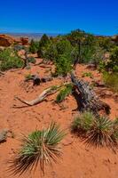 Eroded landscape, Arches National Park, Moab, Utah, US photo