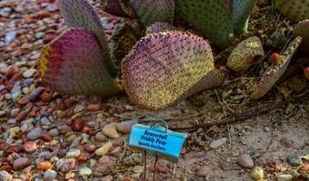 Flowering cactus plants Beavertail Prickly Pear Opuntia basilaris, Utha US photo