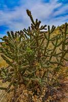 Desert succulents, cacti, prickly pear Cylindropuntia and Opuntia sp. and yucca on a hillside in Colorado, US photo