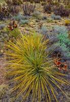 Desert succulents, cacti, prickly pear Cylindropuntia and Opuntia sp. and yucca on a hillside in Colorado, US photo