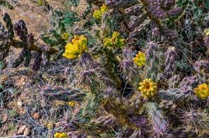 Desert succulents, cacti, prickly pear Cylindropuntia and Opuntia sp. and yucca on a hillside in Colorado, US photo