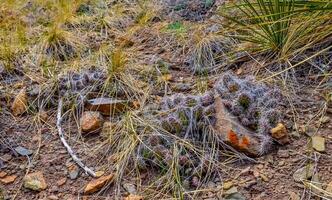 Desert succulents, cacti, prickly pear Cylindropuntia and Opuntia sp. and yucca on a hillside in Colorado, US photo