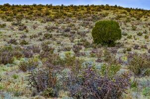 Desert succulents, cacti, prickly pear Cylindropuntia and Opuntia sp. and yucca on a hillside in Colorado, US photo