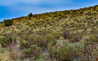 Desert succulents, cacti, prickly pear Cylindropuntia and Opuntia sp. and yucca on a hillside in Colorado, US photo