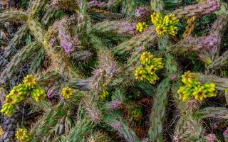 Desert succulents, cacti, prickly pear Cylindropuntia and Opuntia sp. and yucca on a hillside in Colorado, US photo