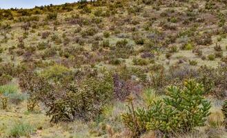 Desert succulents, cacti, prickly pear Cylindropuntia and Opuntia sp. and yucca on a hillside in Colorado, US photo