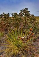 Desert succulents, cacti, prickly pear Cylindropuntia and Opuntia sp. and yucca on a hillside in Colorado, US photo