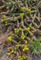 Desert succulents, cacti, prickly pear Cylindropuntia and Opuntia sp. and yucca on a hillside in Colorado, US photo