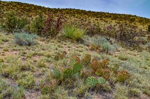 Desert succulents, cacti, prickly pear Cylindropuntia and Opuntia sp. and yucca on a hillside in Colorado, US photo