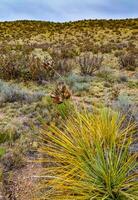 Desert succulents, cacti, prickly pear Cylindropuntia and Opuntia sp. and yucca on a hillside in Colorado, US photo