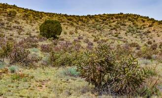 Desert succulents, cacti, prickly pear Cylindropuntia and Opuntia sp. and yucca on a hillside in Colorado, US photo