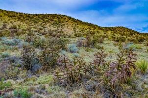 Desert succulents, cacti, prickly pear Cylindropuntia and Opuntia sp. and yucca on a hillside in Colorado, US photo
