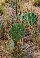 Desert succulents, cacti, prickly pear Cylindropuntia and Opuntia sp. and yucca on a hillside in Colorado, US photo