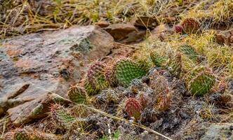 Desert succulents, cacti, prickly pear Cylindropuntia and Opuntia sp. and yucca on a hillside in Colorado, US photo