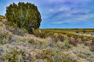 Desert succulents, cacti, prickly pear Cylindropuntia and Opuntia sp. and yucca on a hillside in Colorado, US photo