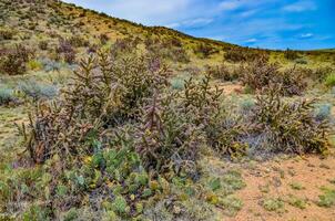Desert succulents, cacti, prickly pear Cylindropuntia and Opuntia sp. and yucca on a hillside in Colorado, US photo