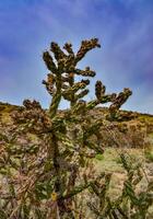 Desert succulents, cacti, prickly pear Cylindropuntia and Opuntia sp. and yucca on a hillside in Colorado, US photo