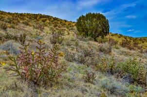 Desert succulents, cacti, prickly pear Cylindropuntia and Opuntia sp. and yucca on a hillside in Colorado, US photo