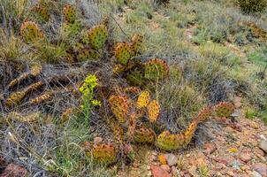 Desert succulents, cacti, prickly pear Cylindropuntia and Opuntia sp. and yucca on a hillside in Colorado, US photo