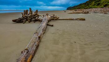 Trunks of fallen trees at low tide on the Pacific Ocean in Olympic, National Park, Washington photo