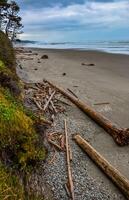 Trunks of fallen trees at low tide on the Pacific Ocean in Olympic, National Park, Washington photo