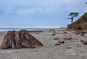 Trunks of fallen trees at low tide on the Pacific Ocean in Olympic, National Park, Washington photo