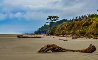 Trunks of fallen trees at low tide on the Pacific Ocean in Olympic, National Park, Washington photo