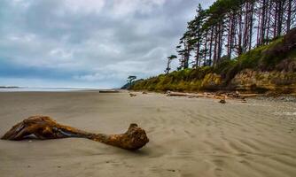 Trunks of fallen trees at low tide on the Pacific Ocean in Olympic, National Park, Washington photo