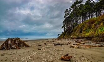 Trunks of fallen trees at low tide on the Pacific Ocean in Olympic, National Park, Washington photo