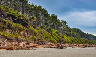 Trunks of fallen trees at low tide on the Pacific Ocean in Olympic, National Park, Washington photo
