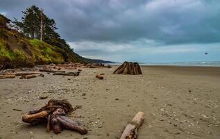 Trunks of fallen trees at low tide on the Pacific Ocean in Olympic, National Park, Washington photo