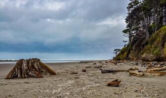 Trunks of fallen trees at low tide on the Pacific Ocean in Olympic, National Park, Washington photo