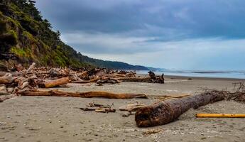 Trunks of fallen trees at low tide on the Pacific Ocean in Olympic, National Park, Washington photo