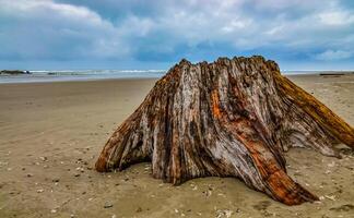 Trunks of fallen trees at low tide on the Pacific Ocean in Olympic, National Park, Washington photo