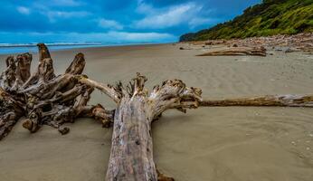 Trunks of fallen trees at low tide on the Pacific Ocean in Olympic, National Park, Washington photo
