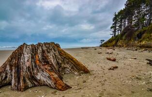 Trunks of fallen trees at low tide on the Pacific Ocean in Olympic, National Park, Washington photo