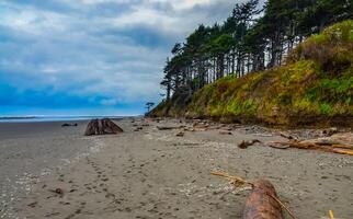 Trunks of fallen trees at low tide on the Pacific Ocean in Olympic, National Park, Washington photo