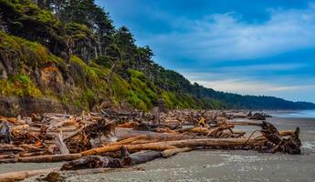 Trunks of fallen trees at low tide on the Pacific Ocean in Olympic, National Park, Washington photo