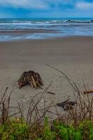 Trunks of fallen trees at low tide on the Pacific Ocean in Olympic, National Park, Washington photo