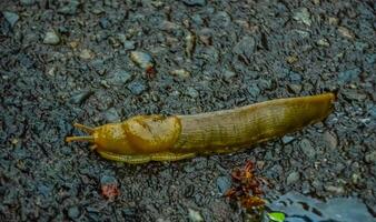 The slug slowly creeps on the ground, Olympic National Park photo