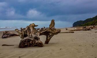 Trunks of fallen trees at low tide on the Pacific Ocean in Olympic, National Park, Washington photo