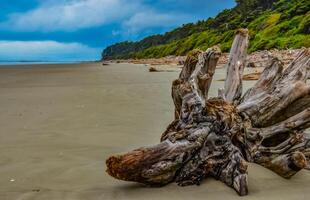 Trunks of fallen trees at low tide on the Pacific Ocean in Olympic, National Park, Washington photo