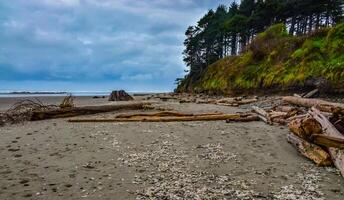Trunks of fallen trees at low tide on the Pacific Ocean in Olympic, National Park, Washington photo