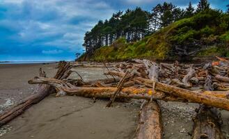 Trunks of fallen trees at low tide on the Pacific Ocean in Olympic, National Park, Washington photo