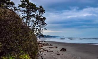 Trunks of fallen trees at low tide on the Pacific Ocean in Olympic, National Park, Washington photo