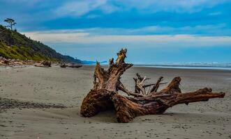 Trunks of fallen trees at low tide on the Pacific Ocean in Olympic, National Park, Washington photo